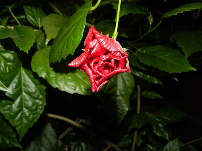 DSCN0621 - AUGUST 2 2013