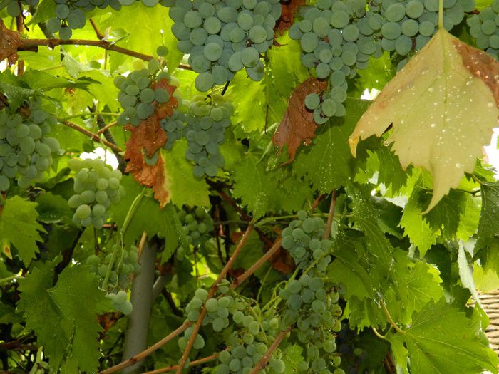 DSCN0626 - AUGUST 2 2013