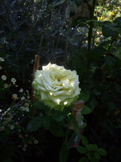 IMGP5332