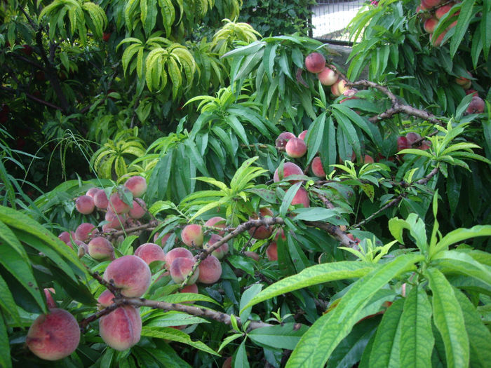 piersica dw.