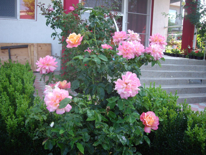 IMGP5344
