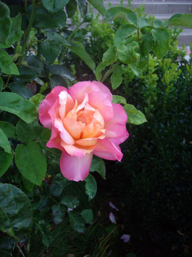 IMGP5345