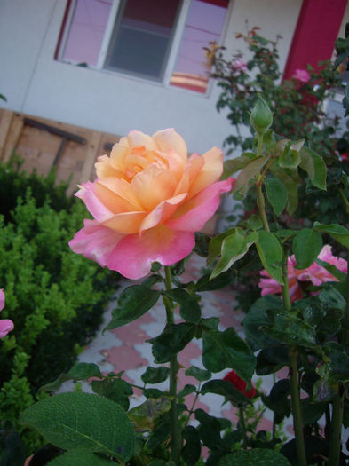 IMGP5346