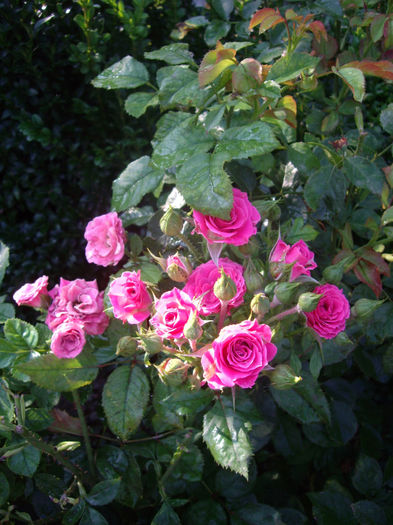 IMGP5386