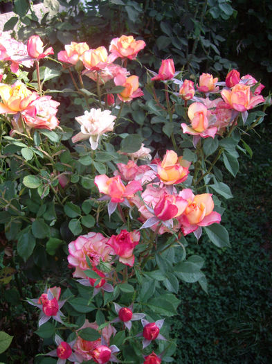 IMGP5391