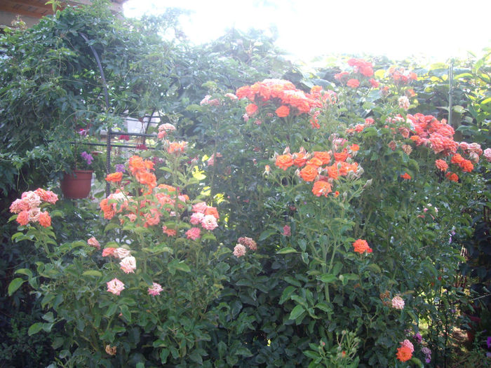 IMGP5407 - trandafiri si peisaje 2013-3