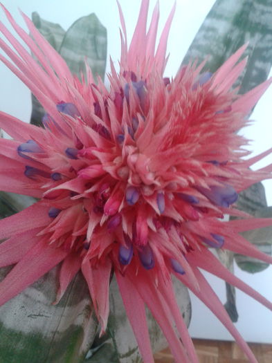 2013-08-15 10.02.13 - Aechmea