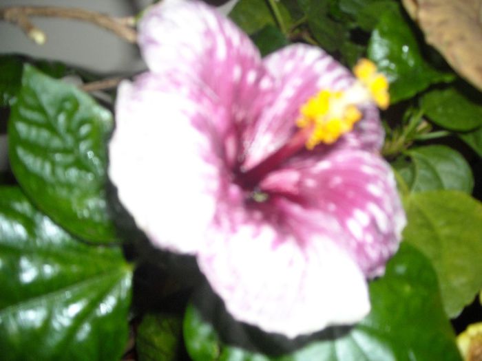 Purple Majestic