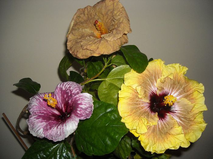 Hibiscus grup