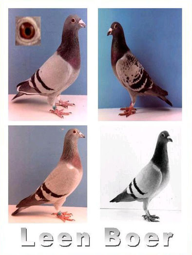 LeenBoer