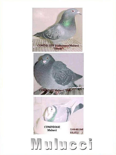Mulucci