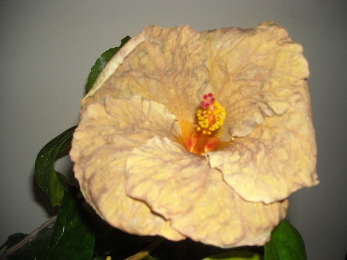 Topaz Glory