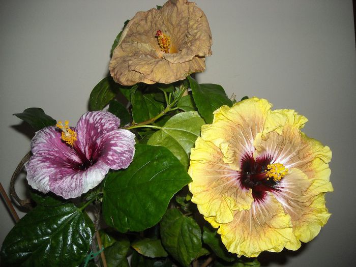 Hibiscus grup