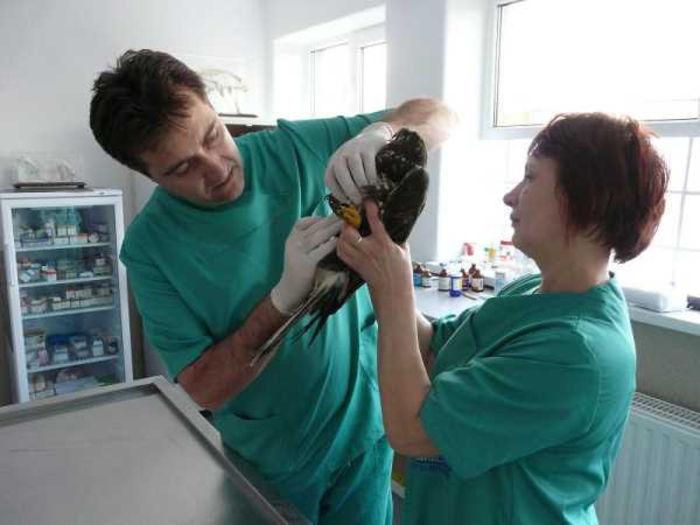 doctor veterinar