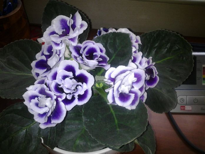 Super gloxinia 1 - august 2013