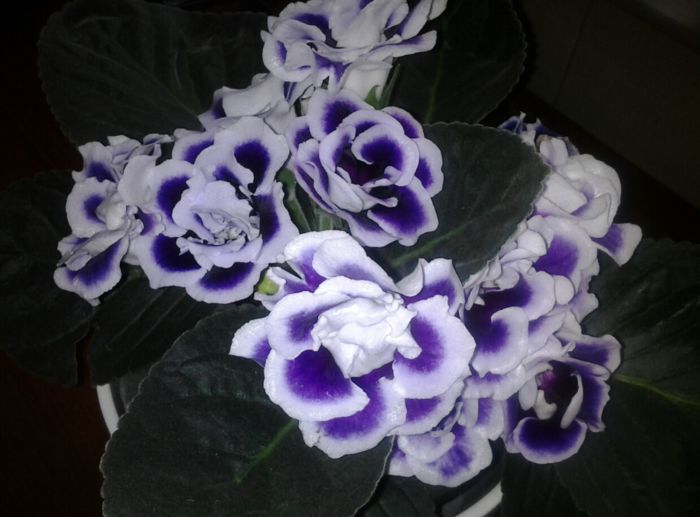 Super gloxinia