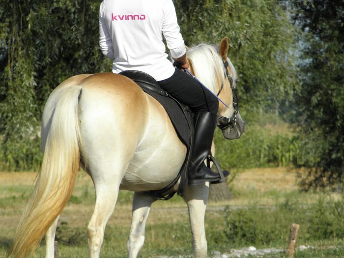 IAPA  HAFLINGER