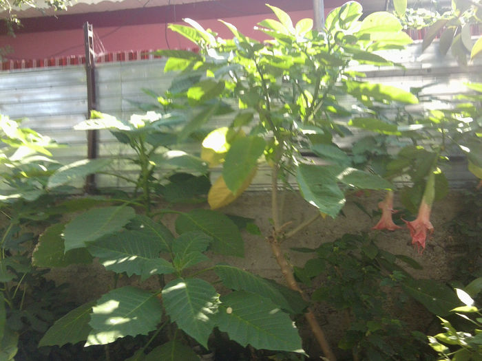 pina la streasina vecinului - brugmansii si daturi 2013