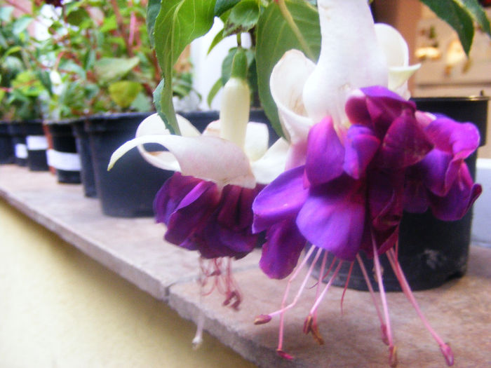 FUCHSIA DEEP PURPLE