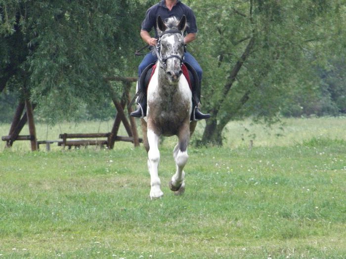 DONA  IAPA  APPALOOSA - VANZARI CAI 2