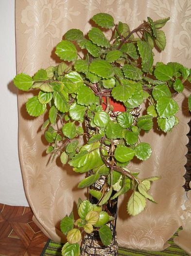 plectranthus australis - flori de interior 2013