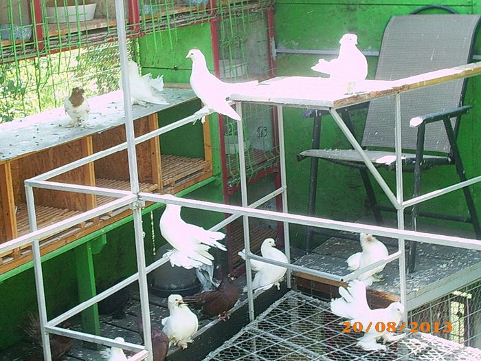 SIBERIENI si ROSTOWI