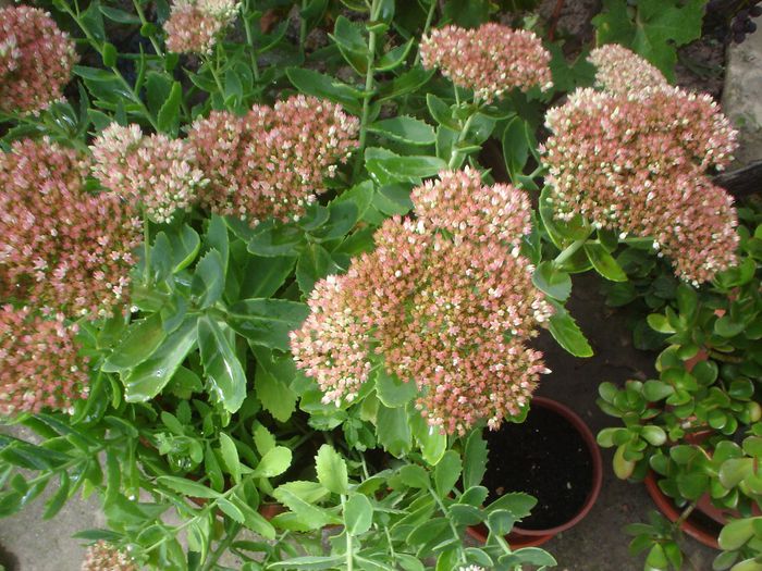 sedum