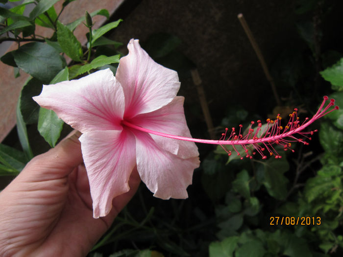 Copy of IMG_1765 - flori