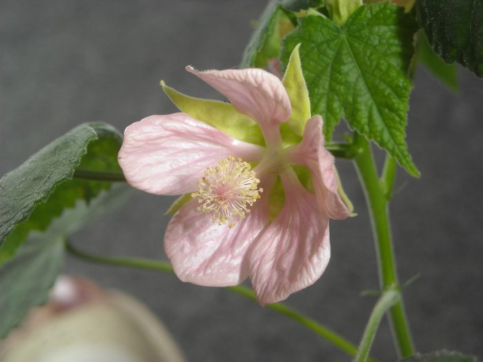 DSCN8453 - Abutilon