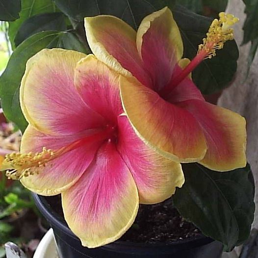 29.08.2013 - Hibiscus 2013