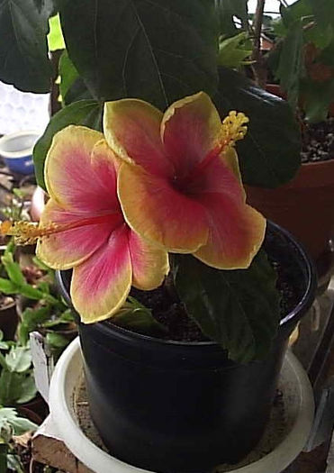 29.08.2013 - Hibiscus 2013