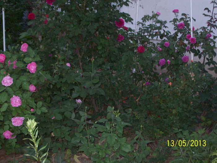 boboci pitic portocaliu - trandafiri 5