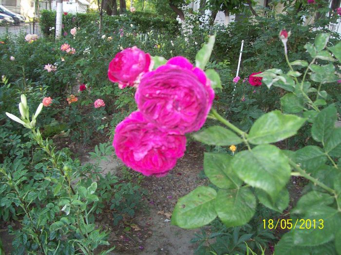 fairest cape - trandafiri 5