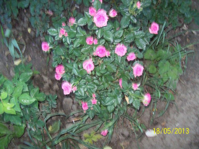 pitic  roz 2 - trandafiri 5