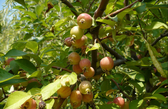 P1470539 - Herastrau 2013 august 24