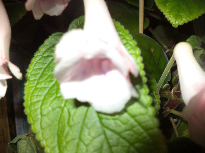 DSC00071 - gloxinii  si minisinningii 2013