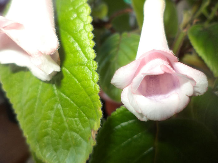 DSC00075 - gloxinii  si minisinningii 2013