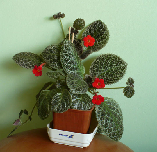 episcia Tiger Stripe