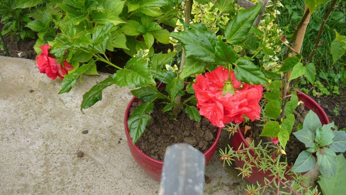 clasic-old - x 2013 hibiscus rosa sinesis 2