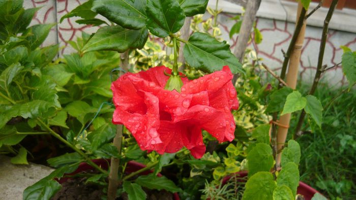 Picture 1743 - x 2013 hibiscus rosa sinesis 2