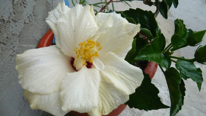 Picture 1769 - x 2013 hibiscus rosa sinesis 2