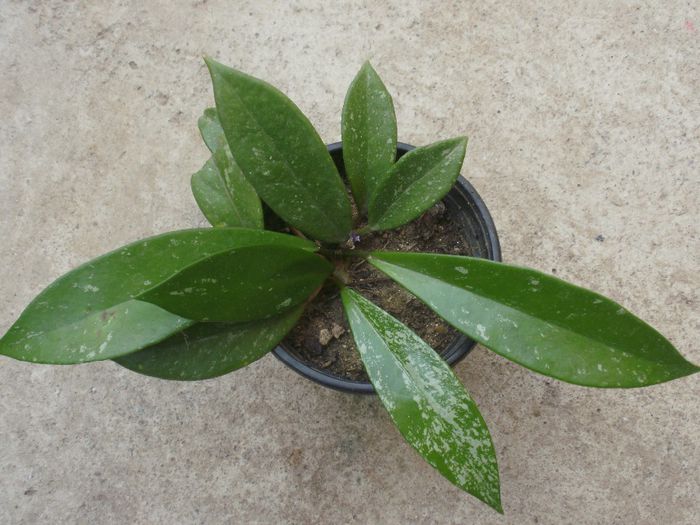 Hoya pubicalyx cv silver pink