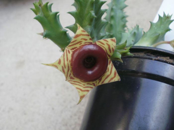 Huernia zebrina subsp. insigniflora - Suculente