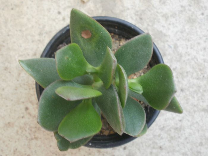 P4300097