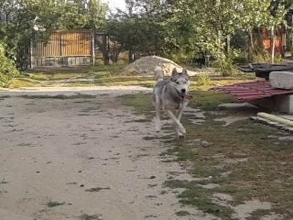 2013-08-29 19.16.09[5] - Husky Siberian