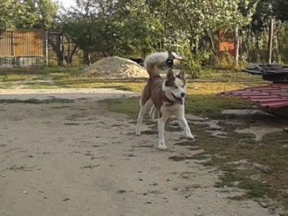 2013-08-29 19.16.18[0] - Husky Siberian