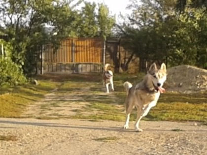 prinde-măă ! - Husky Siberian