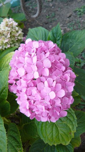 Picture 1528 - hortensia