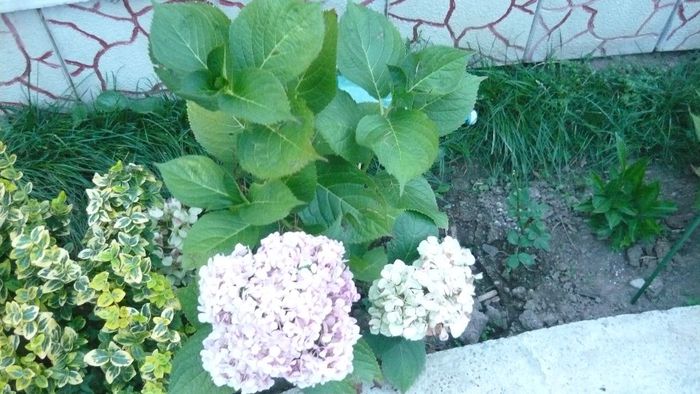 Picture 1586 - hortensia