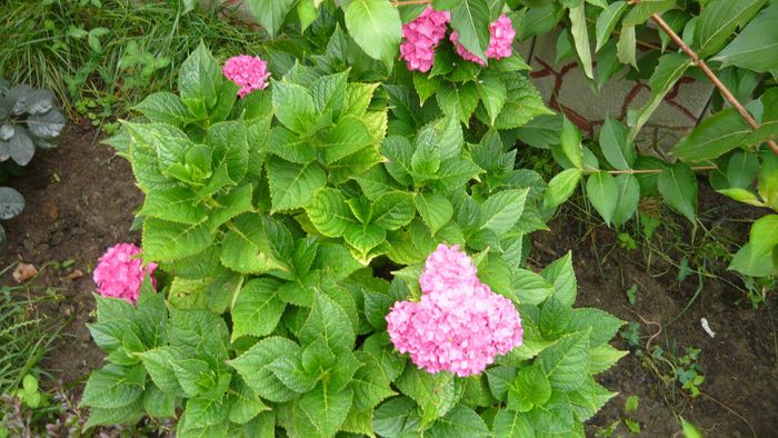 Picture 1808 - hortensia